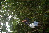  ( - BioBot05845)  @11 [ ] CreativeCommons - Attribution Non-Commercial Share-Alike (2010) Daniel H. Janzen Guanacaste Dry Forest Conservation Fund
