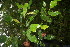  ( - BioBot05845)  @11 [ ] CreativeCommons - Attribution Non-Commercial Share-Alike (2010) Daniel H. Janzen Guanacaste Dry Forest Conservation Fund
