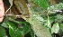  ( - BioBot05850)  @11 [ ] CreativeCommons - Attribution Non-Commercial Share-Alike (2010) Daniel H. Janzen Guanacaste Dry Forest Conservation Fund