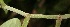  (Piper cenocladum - BioBot05855)  @11 [ ] CreativeCommons - Attribution Non-Commercial Share-Alike (2010) Daniel H. Janzen Guanacaste Dry Forest Conservation Fund