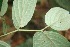 ( - BioBot05891)  @11 [ ] CreativeCommons - Attribution Non-Commercial Share-Alike (2010) Daniel H. Janzen Guanacaste Dry Forest Conservation Fund