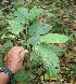  ( - BioBot05894)  @11 [ ] CreativeCommons - Attribution Non-Commercial Share-Alike (2010) Daniel H. Janzen Guanacaste Dry Forest Conservation Fund