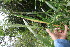  ( - BioBot05897)  @11 [ ] CreativeCommons - Attribution Non-Commercial Share-Alike (2010) Daniel H. Janzen Guanacaste Dry Forest Conservation Fund