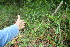  (Rhynchospora polyphylla - BioBot05906)  @11 [ ] CreativeCommons - Attribution Non-Commercial Share-Alike (2010) Daniel H. Janzen Guanacaste Dry Forest Conservation Fund
