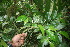  (Piper thomasii - BioBot05911)  @11 [ ] CreativeCommons - Attribution Non-Commercial Share-Alike (2010) Daniel H. Janzen Guanacaste Dry Forest Conservation Fund