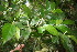  ( - BioBot05911)  @11 [ ] CreativeCommons - Attribution Non-Commercial Share-Alike (2010) Daniel H. Janzen Guanacaste Dry Forest Conservation Fund