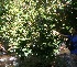  (Pouteria izabalensis - BioBot05915)  @11 [ ] CreativeCommons - Attribution Non-Commercial Share-Alike (2010) Daniel H. Janzen Guanacaste Dry Forest Conservation Fund