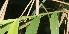  ( - BioBot05919)  @11 [ ] CreativeCommons - Attribution Non-Commercial Share-Alike (2010) Daniel H. Janzen Guanacaste Dry Forest Conservation Fund