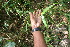  ( - BioBot05920)  @11 [ ] CreativeCommons - Attribution Non-Commercial Share-Alike (2010) Daniel H. Janzen Guanacaste Dry Forest Conservation Fund