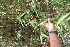  ( - BioBot05920)  @11 [ ] CreativeCommons - Attribution Non-Commercial Share-Alike (2010) Daniel H. Janzen Guanacaste Dry Forest Conservation Fund