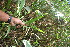  ( - BioBot05921)  @11 [ ] CreativeCommons - Attribution Non-Commercial Share-Alike (2010) Daniel H. Janzen Guanacaste Dry Forest Conservation Fund