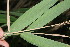  ( - BioBot05921)  @11 [ ] CreativeCommons - Attribution Non-Commercial Share-Alike (2010) Daniel H. Janzen Guanacaste Dry Forest Conservation Fund