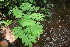  ( - BioBot05954)  @11 [ ] CreativeCommons - Attribution Non-Commercial Share-Alike (2010) Daniel H. Janzen Guanacaste Dry Forest Conservation Fund