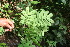  ( - BioBot05954)  @11 [ ] CreativeCommons - Attribution Non-Commercial Share-Alike (2010) Daniel H. Janzen Guanacaste Dry Forest Conservation Fund