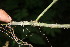  ( - BioBot05954)  @11 [ ] CreativeCommons - Attribution Non-Commercial Share-Alike (2010) Daniel H. Janzen Guanacaste Dry Forest Conservation Fund