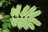  ( - BioBot05954)  @11 [ ] CreativeCommons - Attribution Non-Commercial Share-Alike (2010) Daniel H. Janzen Guanacaste Dry Forest Conservation Fund