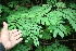  ( - BioBot05955)  @11 [ ] CreativeCommons - Attribution Non-Commercial Share-Alike (2010) Daniel H. Janzen Guanacaste Dry Forest Conservation Fund