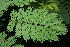  ( - BioBot05955)  @11 [ ] CreativeCommons - Attribution Non-Commercial Share-Alike (2010) Daniel H. Janzen Guanacaste Dry Forest Conservation Fund