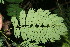  ( - BioBot05955)  @11 [ ] CreativeCommons - Attribution Non-Commercial Share-Alike (2010) Daniel H. Janzen Guanacaste Dry Forest Conservation Fund