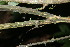  ( - BioBot05955)  @11 [ ] CreativeCommons - Attribution Non-Commercial Share-Alike (2010) Daniel H. Janzen Guanacaste Dry Forest Conservation Fund