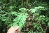  ( - BioBot05956)  @11 [ ] CreativeCommons - Attribution Non-Commercial Share-Alike (2010) Daniel H. Janzen Guanacaste Dry Forest Conservation Fund