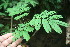  ( - BioBot05956)  @11 [ ] CreativeCommons - Attribution Non-Commercial Share-Alike (2010) Daniel H. Janzen Guanacaste Dry Forest Conservation Fund