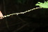  ( - BioBot05956)  @11 [ ] CreativeCommons - Attribution Non-Commercial Share-Alike (2010) Daniel H. Janzen Guanacaste Dry Forest Conservation Fund