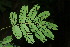  ( - BioBot05956)  @11 [ ] CreativeCommons - Attribution Non-Commercial Share-Alike (2010) Daniel H. Janzen Guanacaste Dry Forest Conservation Fund