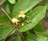  (Pterocarpus michelianus - BioBot05981)  @11 [ ] CreativeCommons - Attribution Non-Commercial Share-Alike (2010) Daniel H. Janzen Guanacaste Dry Forest Conservation Fund