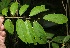  ( - BioBot05981)  @11 [ ] CreativeCommons - Attribution Non-Commercial Share-Alike (2010) Daniel H. Janzen Guanacaste Dry Forest Conservation Fund