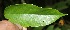  ( - BioBot05981)  @11 [ ] CreativeCommons - Attribution Non-Commercial Share-Alike (2010) Daniel H. Janzen Guanacaste Dry Forest Conservation Fund