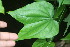  ( - BioBot05986)  @11 [ ] CreativeCommons - Attribution Non-Commercial Share-Alike (2010) Daniel H. Janzen Guanacaste Dry Forest Conservation Fund