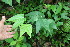 ( - BioBot05988)  @11 [ ] CreativeCommons - Attribution Non-Commercial Share-Alike (2010) Daniel H. Janzen Guanacaste Dry Forest Conservation Fund