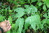  ( - BioBot05988)  @11 [ ] CreativeCommons - Attribution Non-Commercial Share-Alike (2010) Daniel H. Janzen Guanacaste Dry Forest Conservation Fund