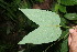  ( - BioBot05988)  @11 [ ] CreativeCommons - Attribution Non-Commercial Share-Alike (2010) Daniel H. Janzen Guanacaste Dry Forest Conservation Fund