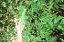  ( - BioBot06003)  @11 [ ] CreativeCommons - Attribution Non-Commercial Share-Alike (2010) Daniel H. Janzen Guanacaste Dry Forest Conservation Fund