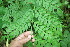  ( - BioBot06003)  @11 [ ] CreativeCommons - Attribution Non-Commercial Share-Alike (2010) Daniel H. Janzen Guanacaste Dry Forest Conservation Fund