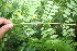  ( - BioBot06008)  @11 [ ] CreativeCommons - Attribution Non-Commercial Share-Alike (2010) Daniel H. Janzen Guanacaste Dry Forest Conservation Fund