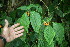 ( - BioBot06011)  @11 [ ] CreativeCommons - Attribution Non-Commercial Share-Alike (2010) Daniel H. Janzen Guanacaste Dry Forest Conservation Fund
