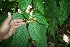  ( - BioBot06012)  @11 [ ] CreativeCommons - Attribution Non-Commercial Share-Alike (2010) Daniel H. Janzen Guanacaste Dry Forest Conservation Fund