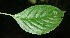  ( - BioBot06012)  @12 [ ] CreativeCommons - Attribution Non-Commercial Share-Alike (2010) Daniel H. Janzen Guanacaste Dry Forest Conservation Fund