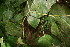  ( - BioBot06013)  @11 [ ] CreativeCommons - Attribution Non-Commercial Share-Alike (2010) Daniel H. Janzen Guanacaste Dry Forest Conservation Fund
