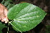  ( - BioBot06013)  @11 [ ] CreativeCommons - Attribution Non-Commercial Share-Alike (2010) Daniel H. Janzen Guanacaste Dry Forest Conservation Fund