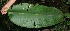  (Heliconia imbricata - BioBot06036)  @11 [ ] CreativeCommons - Attribution Non-Commercial Share-Alike (2010) Daniel H. Janzen Guanacaste Dry Forest Conservation Fund