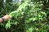  ( - BioBot06044)  @11 [ ] CreativeCommons - Attribution Non-Commercial Share-Alike (2010) Daniel H. Janzen Guanacaste Dry Forest Conservation Fund