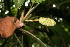  (Asplundia utilis - BioBot06061)  @11 [ ] CreativeCommons - Attribution Non-Commercial Share-Alike (2010) Daniel H. Janzen Guanacaste Dry Forest Conservation Fund