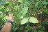  ( - BioBot06078)  @11 [ ] CreativeCommons - Attribution Non-Commercial Share-Alike (2010) Daniel H. Janzen Guanacaste Dry Forest Conservation Fund