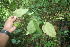  ( - BioBot06078)  @11 [ ] CreativeCommons - Attribution Non-Commercial Share-Alike (2010) Daniel H. Janzen Guanacaste Dry Forest Conservation Fund