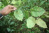  ( - BioBot06078)  @11 [ ] CreativeCommons - Attribution Non-Commercial Share-Alike (2010) Daniel H. Janzen Guanacaste Dry Forest Conservation Fund