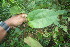  ( - BioBot06078)  @11 [ ] CreativeCommons - Attribution Non-Commercial Share-Alike (2010) Daniel H. Janzen Guanacaste Dry Forest Conservation Fund